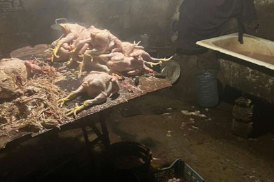 Masallıda toyuq kəsim sexi bağlanıb
