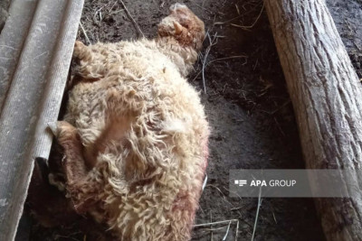 Zaqatalada canavar mal-qaranı tələf edib - FOTO