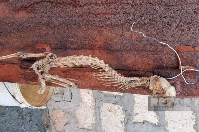 Tərtərdə naməlum heyvan skeleti tapılıb