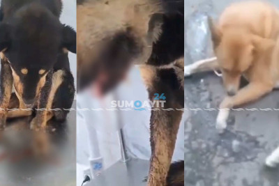 Sumqayıtda heyvansevərlər həyəcan təbili çalırlar - FOTO
