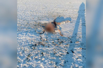 Sumqayıt sakinini canavar sürüsü parçalayıb