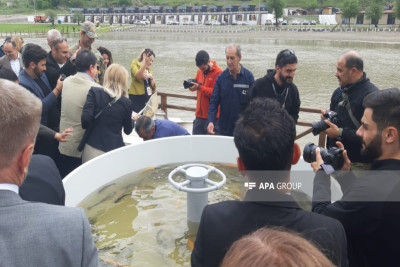 Diplomatlar Həkəri çayına balıq körpələri buraxıb - FOTO