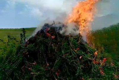 DİN: Lerikdə 4 tondan çox xaş-xaş kolu məhv edilib