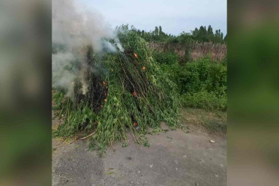 Ağdaş, Zaqatala və Qaxda 8 ton çətənə kolu yandırılaraq məhv edilib