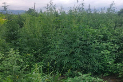 Xocalıda yabanı halda bitən 3958 kq çətənə bitkisi məhv edilib