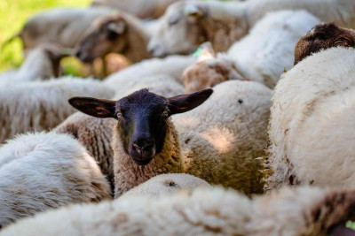 Qurban bayramında “cibə uyğun” qurbanlıq qiymətləri