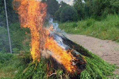 Naxçıvanda 40 tona yaxın yabanı çətənə məhv edilib