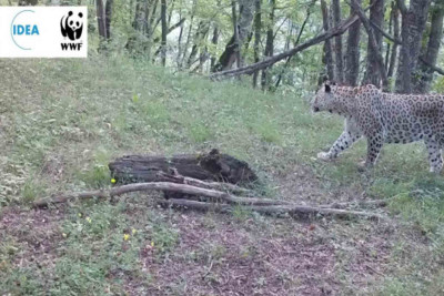 Kəlbəcər istiqamətində bəbir müşahidə olunub - FOTO