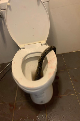 Taylandda tualetdə oturan şəxsə piton hücum edib