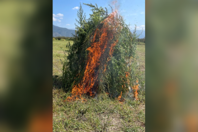 Zaqatalada 4 tona yaxın çətənə kolu məhv edilib