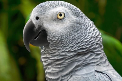 2024-cü ildə dünyanın ən ağıllı 10 heyvanı