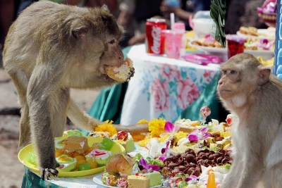 Tailandda minlərlə meymun üçün bayram süfrələri açılıb