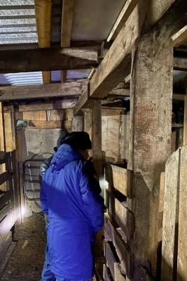 Rusiyada donuzlar məktəbli qızı parçalayaraq öldürdü