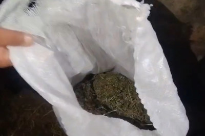 Bərdədə 4 kiloqram marixuana aşkarlanıb