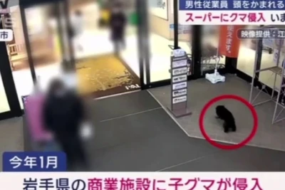 Ayı marketə girib işçini YARALADI - VİDEO