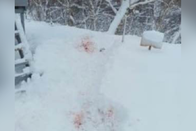 Rusiyada ayı vəzifəli şəxsi parçalayıb