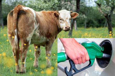 On inək bir avtomobili yanacaqla təmin edə bilər