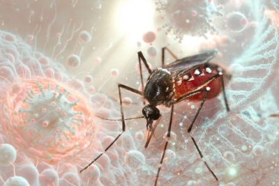 Fransanın dənizaşırı bölgələrindən birində çikunqunya epidemiyası yayılıb