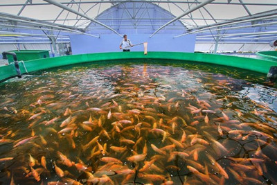 Azərbaycanda akvakultura torpaqlarının kateqoriyasına dair normalar dəqiqləşdirilib