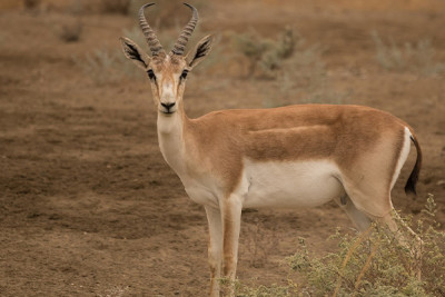 “Qırmızı kitab”a düşən ceyranı bişirib uşaqları ilə yedi