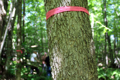 FHN: Şabranda meşədə itən şəxs tapılıb