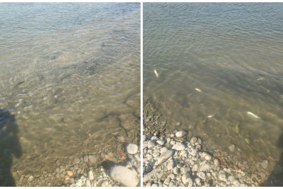 Kürdə balıq və digər su bioloji resurslarının məhv olması faktı ilə bağlı araşdırma aparılır