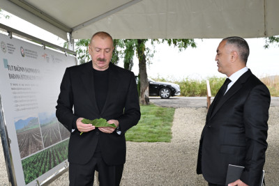 Prezident İlham Əliyev Xocalının Daşbulaq kəndində tut bağında görülmüş işlərlə tanış olub