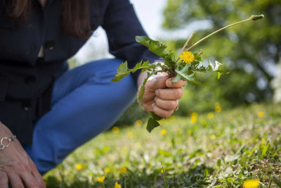 Ərini öldürüb basdırdığı yerdə güllər əkibmiş...