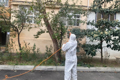 Bakının bəzi hissələrində tut ağaclarını qurd basıb