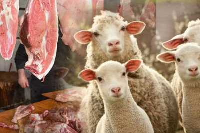 Monqolustandan gətirilən qoyun əti HARAMDIR? - AÇIQLANDI