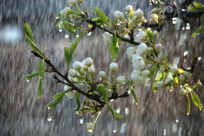 Sabah bəzi dağlıq və dağətəyi rayonlarda hava fasilələrlə yağıntılı olacaq