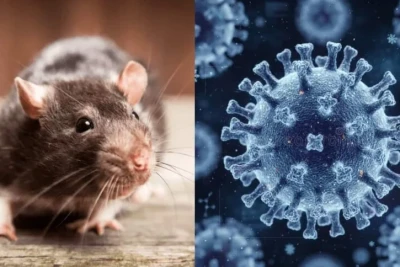 Hantavirus alovlanmasından sonra laynerin sərnişinləri dünyaya səpələnir - bu, pandemiyanın başlanğıcı ola bilərmi?