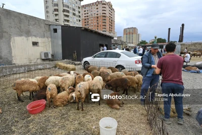 Qurbanlıq heyvanların satışı və kəsimi xidmətləri göstəriləcək ünvanların SİYAHISI
