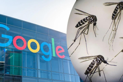 Google ABŞ-də 32 milyona qədər yoluxdurulmuş ağcaqanadı təbiətə buraxmaq istəyir